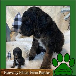 Ella's Green Collar Boy - Phantom male Poodle puppy in Charlo, Montana from Heavenly Hilltop Farm