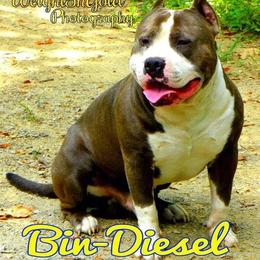 American Bully All Grown Up from Weight In Gold Kennels