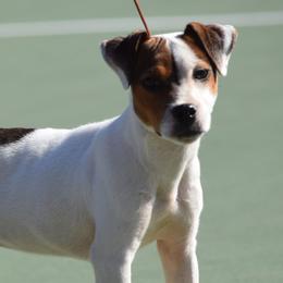 Jack Russell Terriers and Parson Russell Terriers from Wendover Terriers