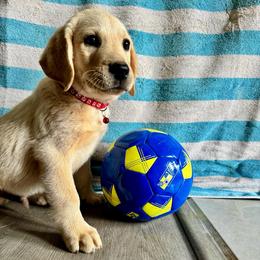 Hunter - Yellow male Labrador Retriever puppy in Marietta, South Carolina from Trust in the Lord Labradors