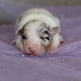 Australian Shepherd Puppies from Mezzo Australian Shepherds