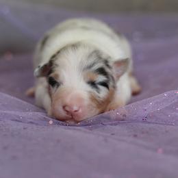 Australian Shepherd Puppies from Mezzo Australian Shepherds