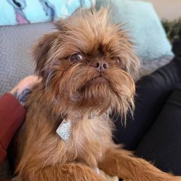 Sonya - Brussels Griffon