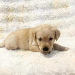 AKC Rory Boy - Yellow male Labrador Retriever puppy in Greenville, South Carolina from Babyface Shih Tzu