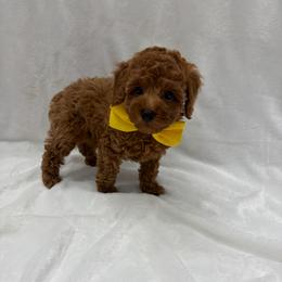 Blue collar male - Red  male Poodle puppy in San Benito, Texas from Irene's Poodles