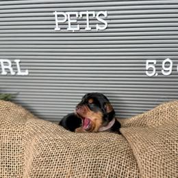 Girl 2 - Black and tan female Yorkshire Terrier puppy in Richmond, Texas from Perfectly Posh Pets