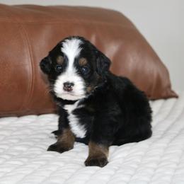 Bernedoodle, Cavapoo, and Pomsky Puppies from Cuddle Paws