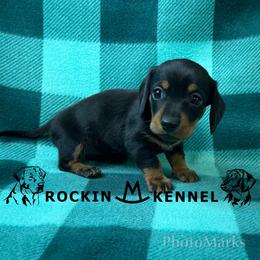 Black - Black and tan female Dachshund puppy in George West, Texas from Rockin M Kennel