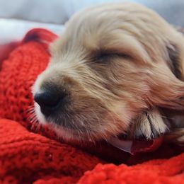 Golden Retriever Puppies from Great Lakes Golden Retreivers