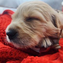Golden Retriever Puppies from Great Lakes Golden Retreivers
