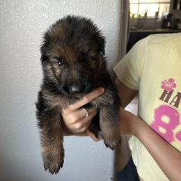 AKC Red - Black and red male German Shepherd puppy in Chico, California from Bidwell Knight Shepherds