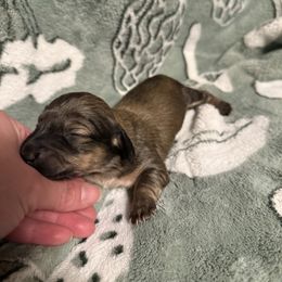 Boy 2 - Cream male Dachshund puppy in Deming, New Mexico from FoxieDoxies of New Mexico