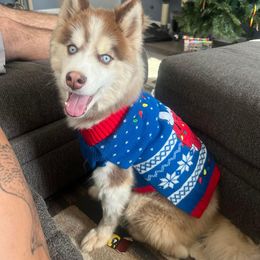 Siberian Husky Puppies from Davis Family Siberian Huskies