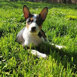 Basenji Puppies from Basenji Puppies