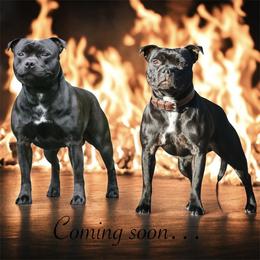 Staffordshire Bull Terrier puppies from Legacy Kennels