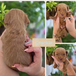 Crackle - Apricot male Goldendoodle puppy in Decatur, Tennessee from Diamond's Doodles