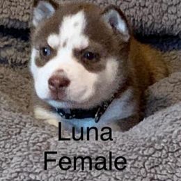 Siberian Husky Puppies from Morgan's Siberian Huskies