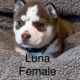 Siberian Husky Puppies from Morgan's Siberian Huskies