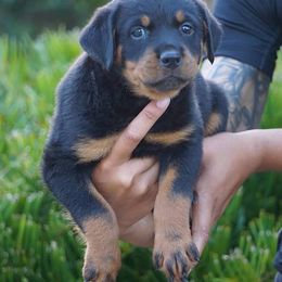 Rottweiler Puppies from Brooks Rottweilers
