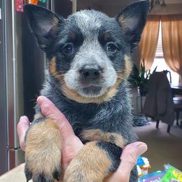 Standard Blue full mask - Blue speckled female Australian Cattle Dog puppy in Lenoir, North Carolina from Blue Coyote Ranch