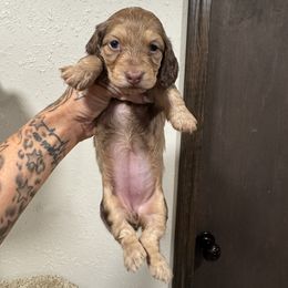 Female 3 - Chocolate female Dachshund puppy in Rio, Wisconsin from 3k Corgis and Miniature Dachshunds
