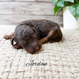 Jordan - Phantom male Goldendoodle puppy in from Pink Poodles and Doodles