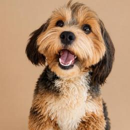 Fiona - Havanese