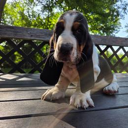 Yukon - Black white and brown male Basset Hound puppy in Denison, Texas from Emma Lou's Baby Bassets