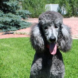 Emmy - Poodle