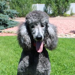 Emmy - Poodle