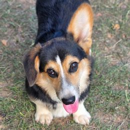 Spur - Black and tan male Pembroke Welsh Corgi puppy in Charleston, Arkansas from Hilltop Corgis
