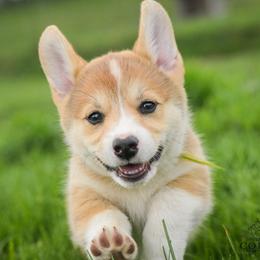 Green Girl - Red female Pembroke Welsh Corgi puppy in Penobscot, Maine from Corgi Bliss Pembroke Welsh Corgis
