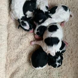 Boy 1 - Parti male Poodle puppy in Haddam, Kansas from Golden B Acres