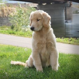 Golden Retriever Puppies from DoubleTake Goldens