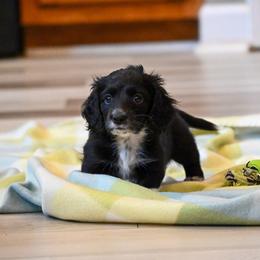 Gru - Piebald male Dachshund puppy in Guthrie, Kentucky from Triple T Dachshunds