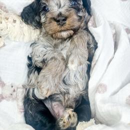 Woodstock - Merle male Cockapoo puppy in Otisville, Michigan from Danie’s Darling Doodles LLC