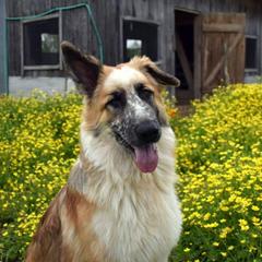 German Shepherds from Vice & Virtue German Shepherds