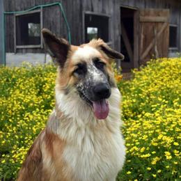 German Shepherds from Vice & Virtue German Shepherds