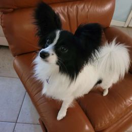 Nadia - Papillon