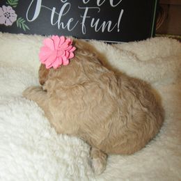 Goldendoodle and Poodle Puppies from David & Patricia Elliott