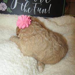 Goldendoodle and Poodle Puppies from David & Patricia Elliott