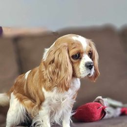 Daisy - Cavalier King Charles Spaniel