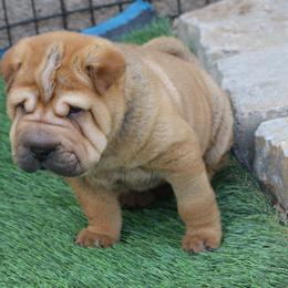 Chinese Shar-Pei Puppies from Princess Buttercup pups
