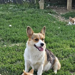 Lilly - Pembroke Welsh Corgi