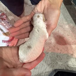 Boy 1 - Blenheim male Cavapoo puppy in Ivins, Utah from Taylia's Cavapoos