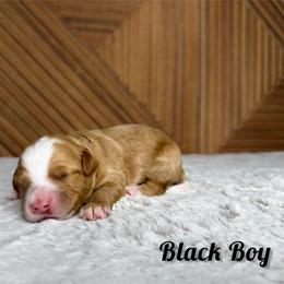 Black Boy - Red male Bernedoodle puppy in Modesto, California from Two Doods Doodles