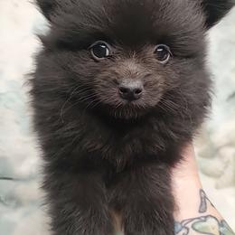 Boy 4 - Black male Pomeranian puppy in Tulsa, Oklahoma from CP Kennels