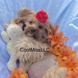 Chihuahuas and Yorkshire Terriers from CoolMissLLC