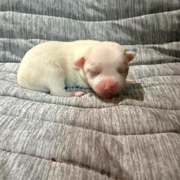 Pearl - White female Chihuahua puppy in Seneca, Missouri from Stephanie’s Puppy Colony