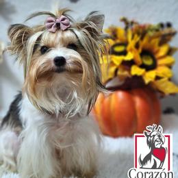 Peny - Biewer Terrier